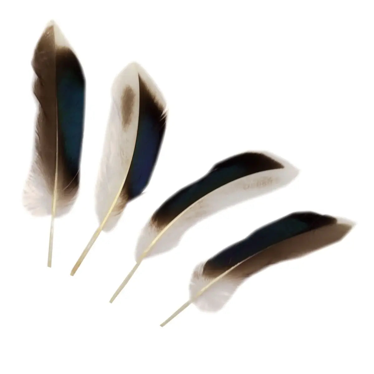 Natural Duck Feathers 3-5"