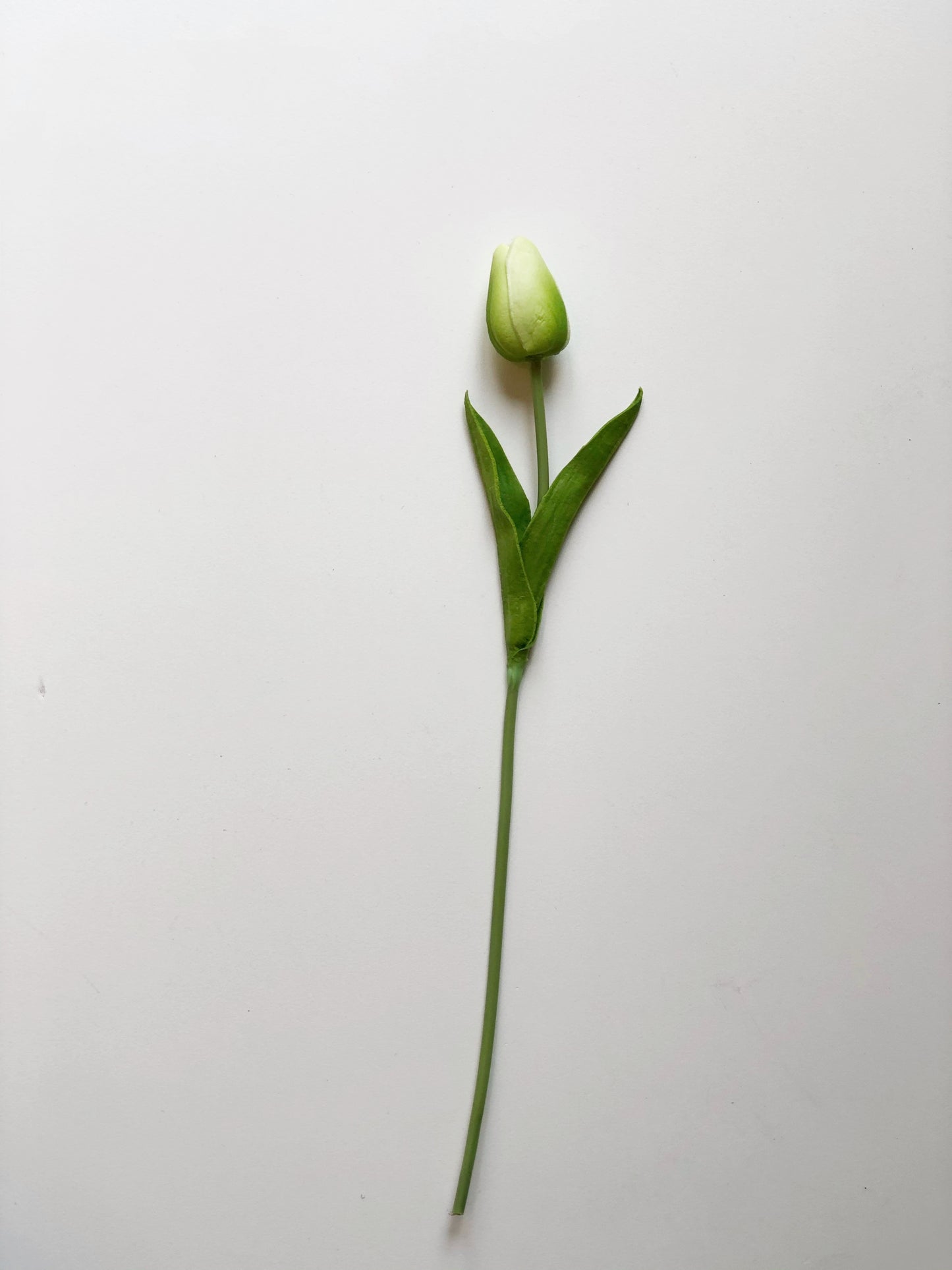 Tulip-Long Stem