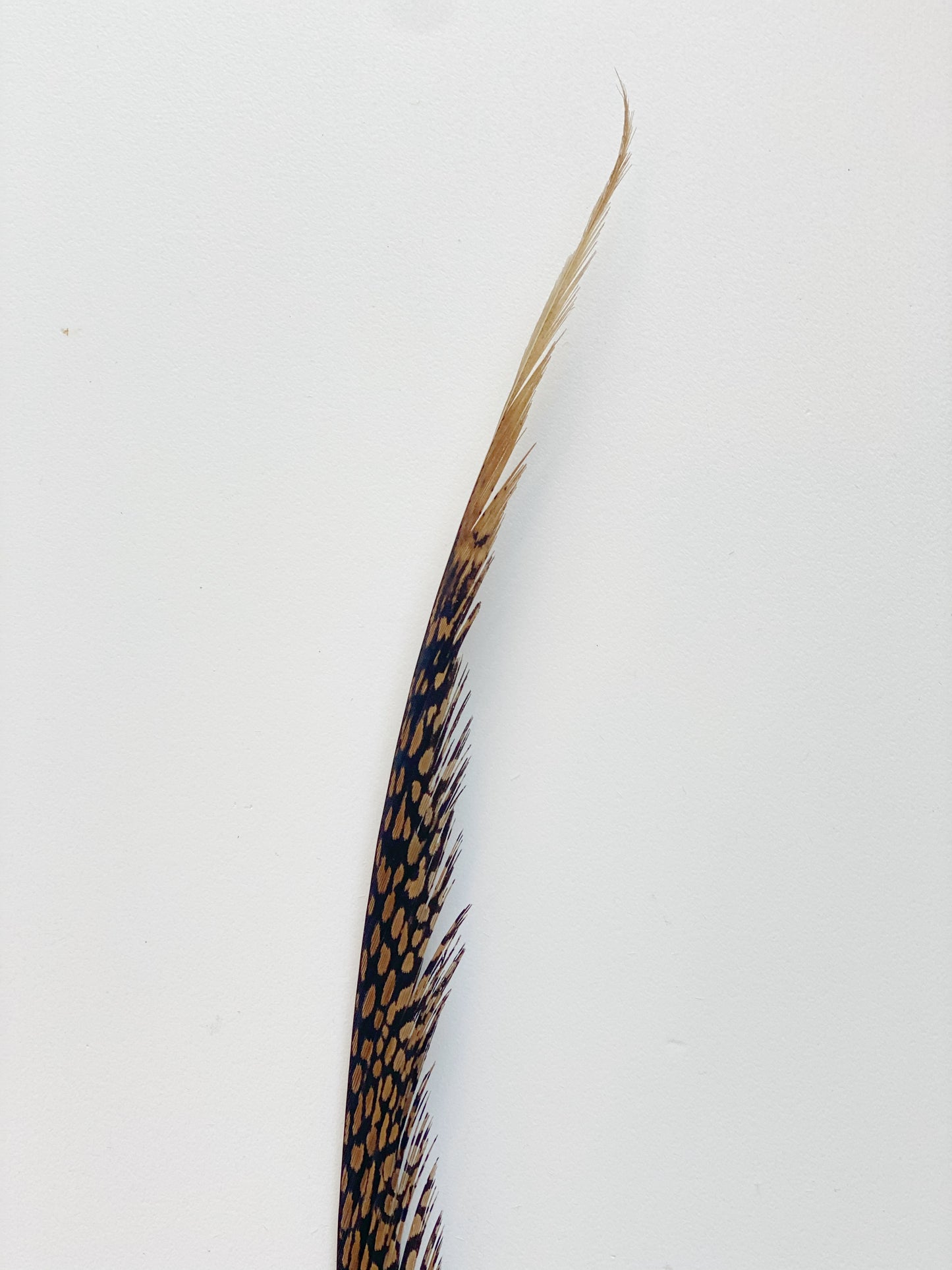 Golden Tail Feather
