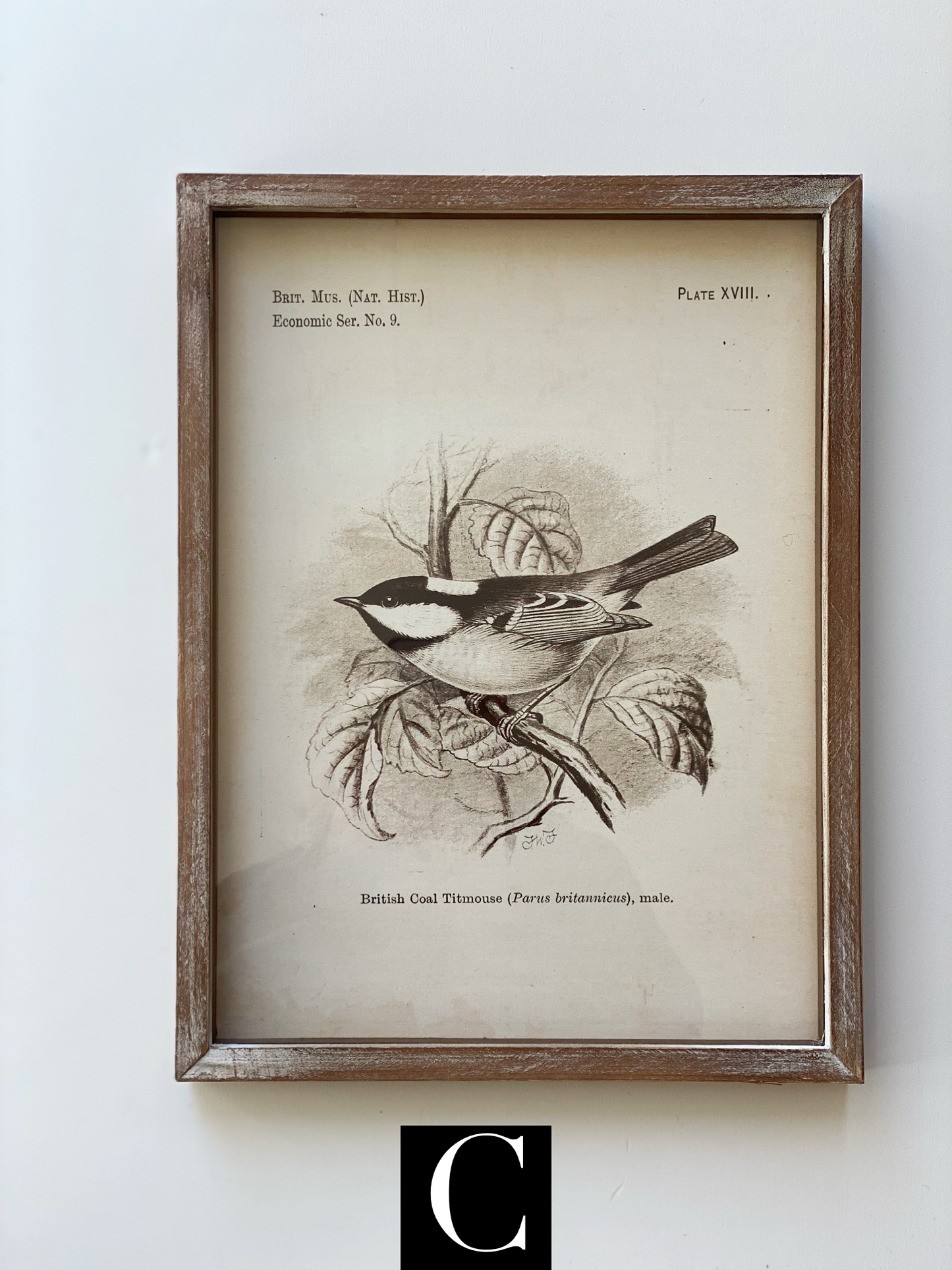 Framed Prints -Birds