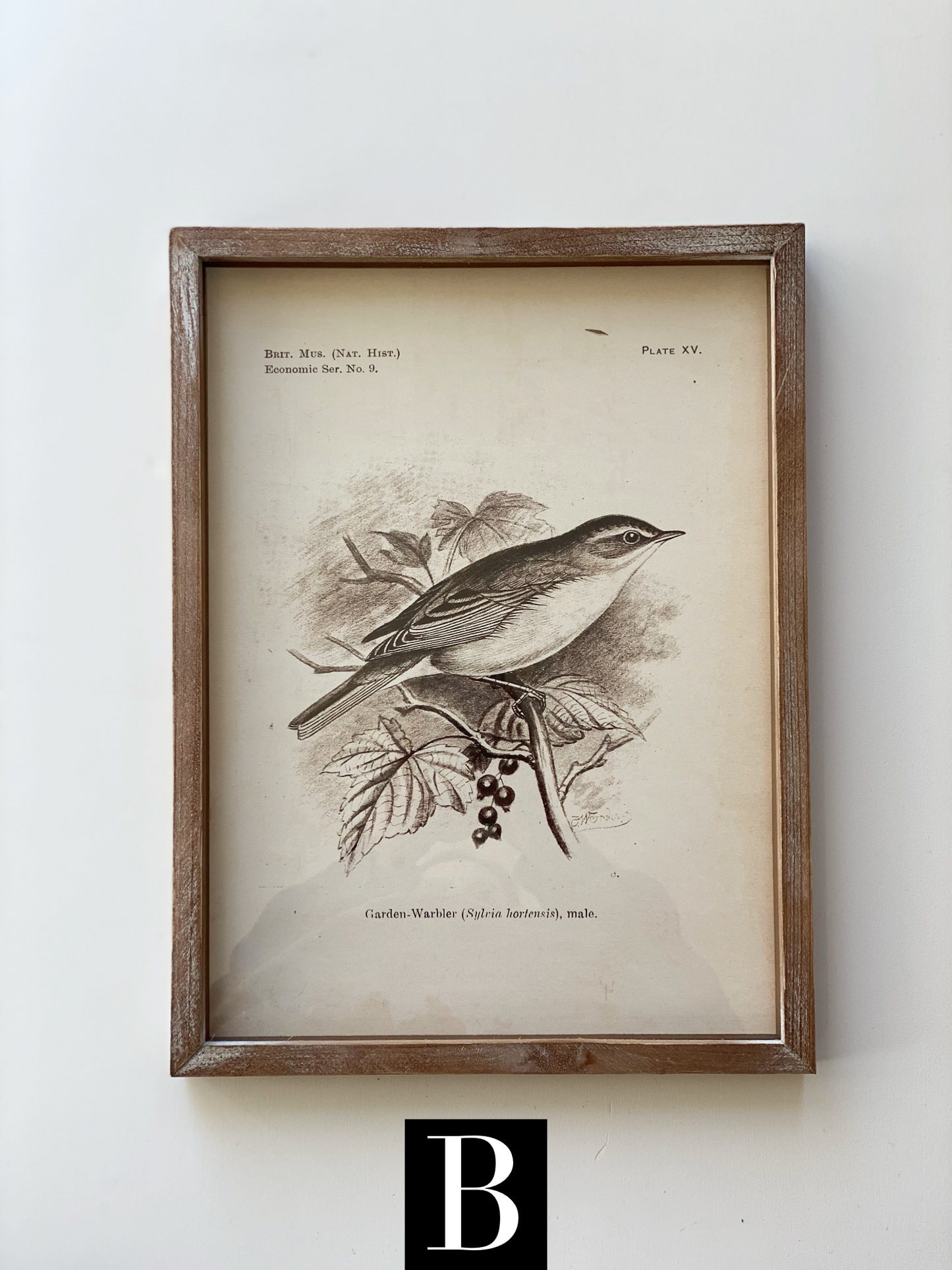 Framed Prints -Birds
