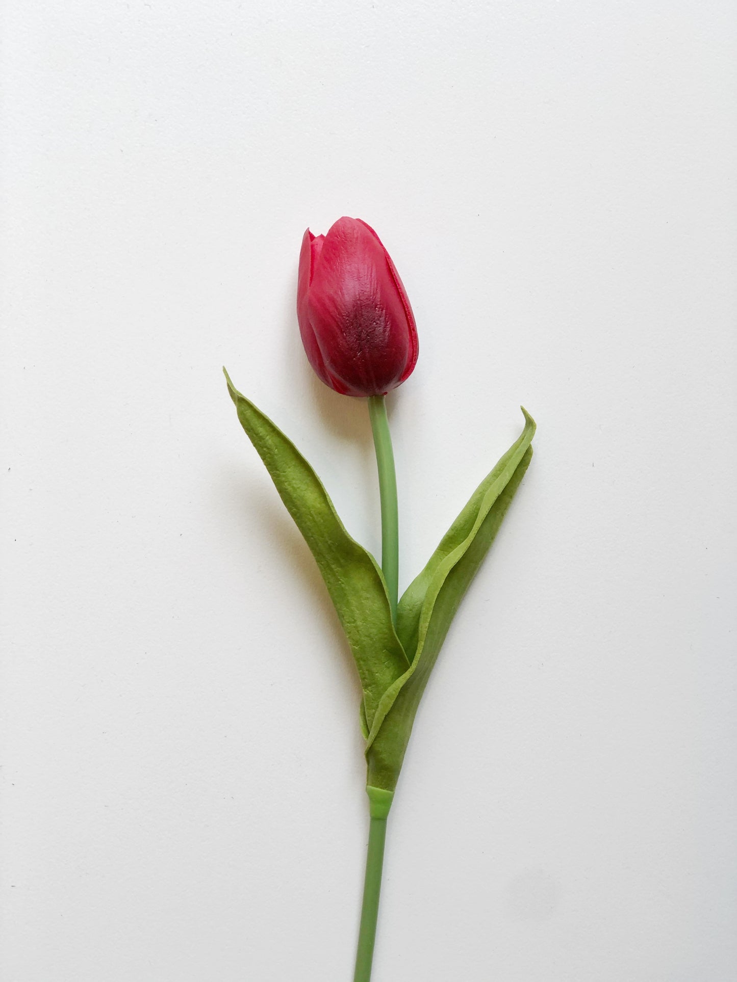 Tulip-Long Stem