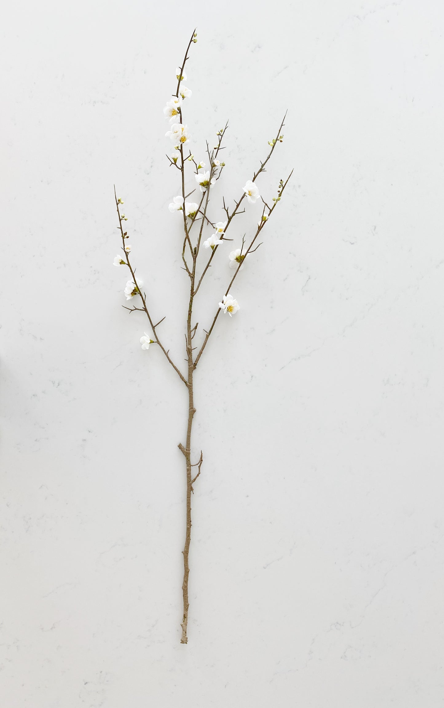 White Quince Blossom Branch Stem