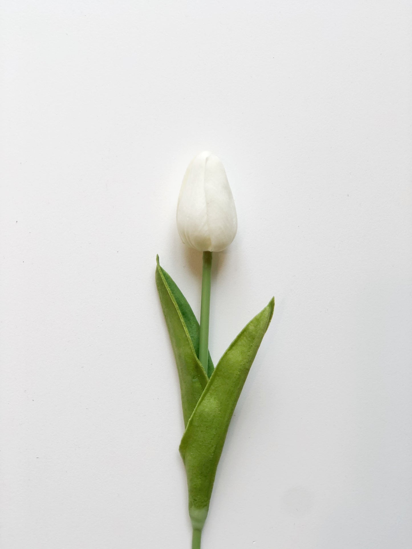 Tulip-Short Stem