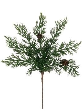 Cypress Pine Stem