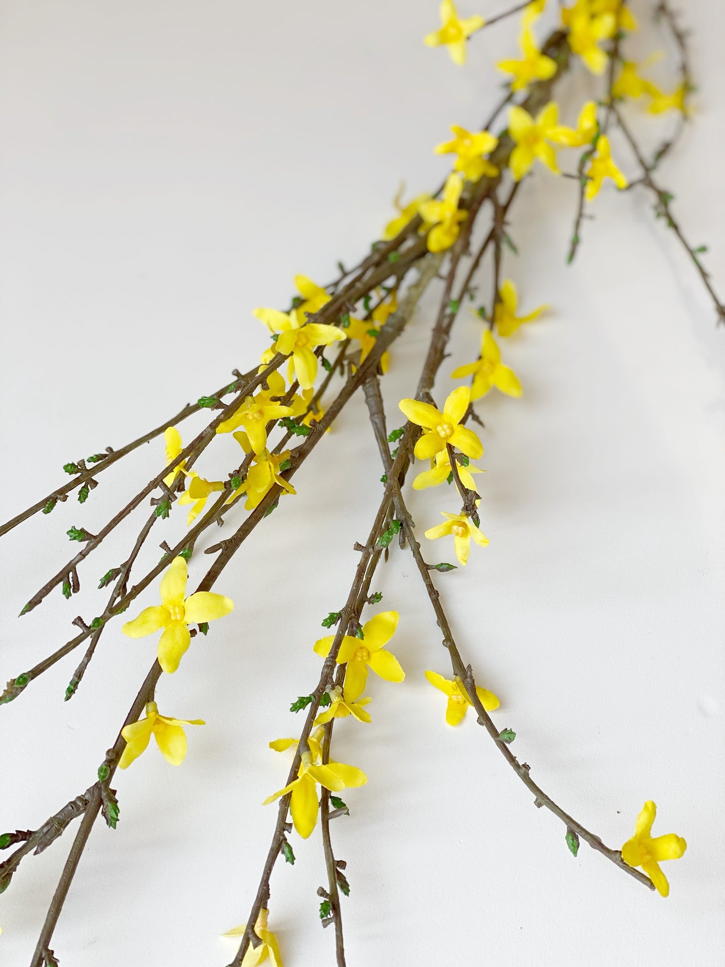 Forsythia Stem