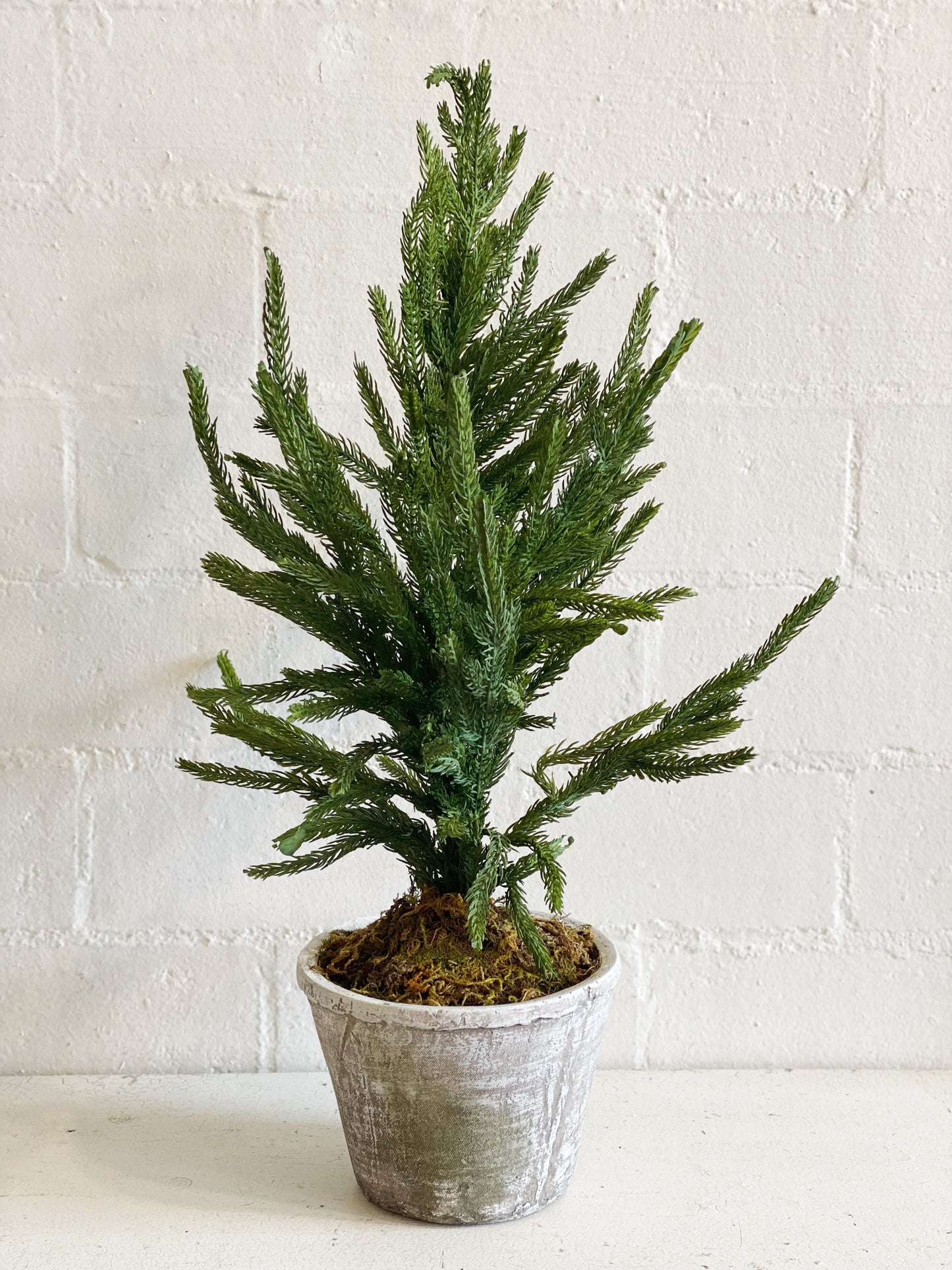 Norfolk Pine Tree in Pot