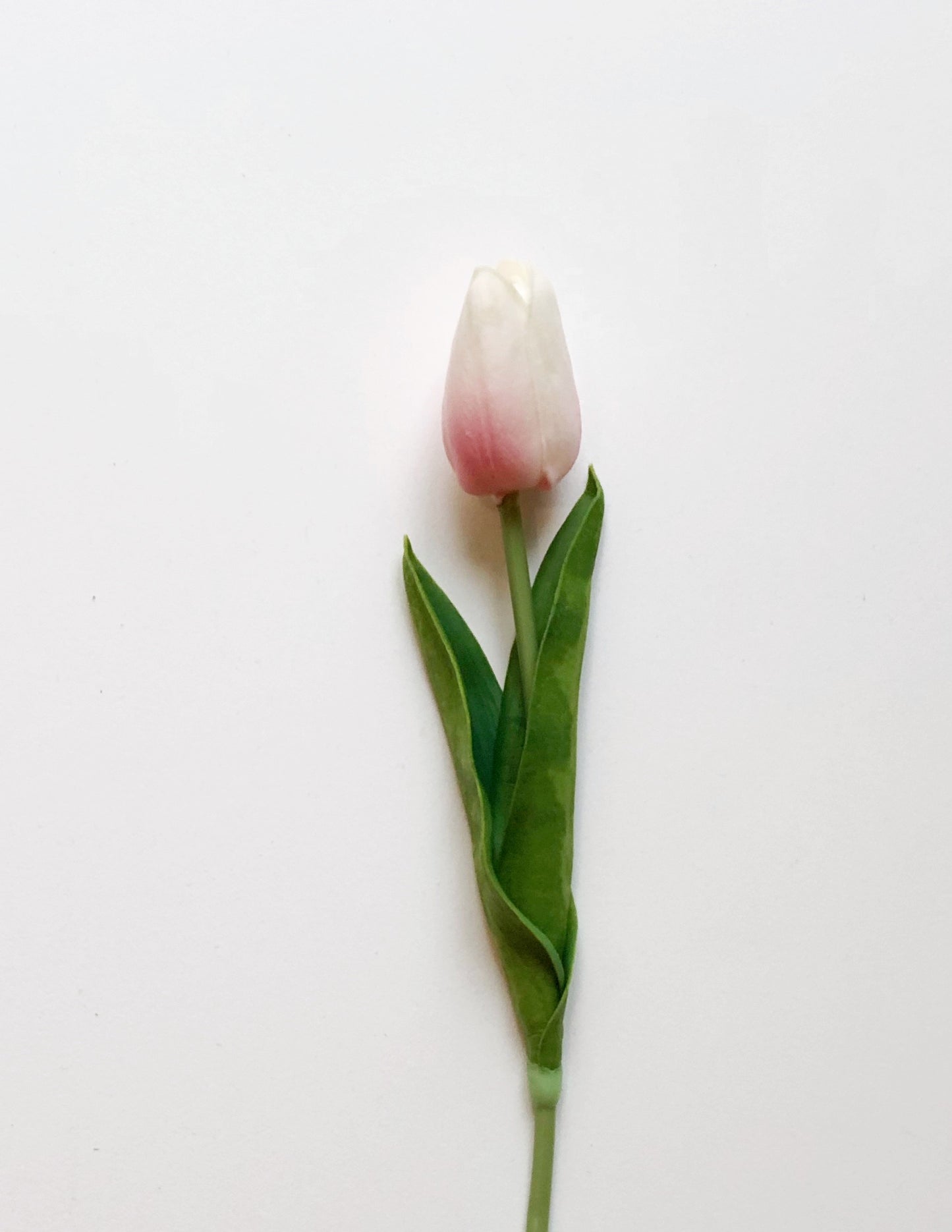 Tulip-Short Stem