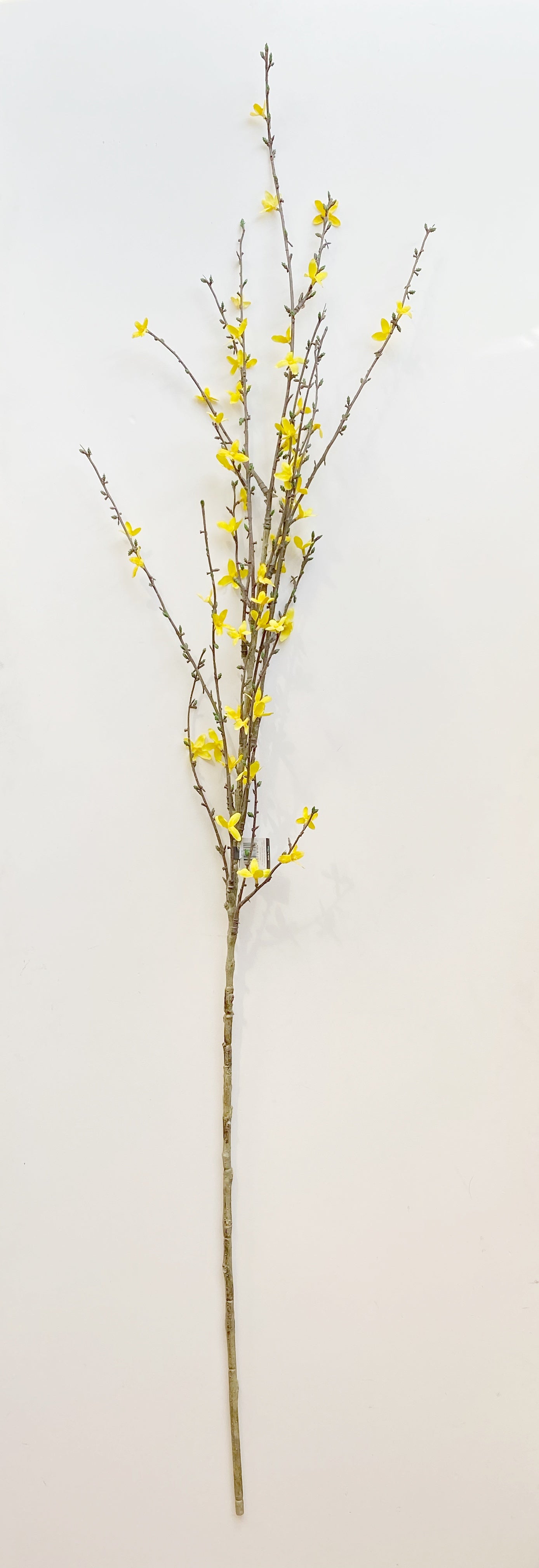 Forsythia Stem