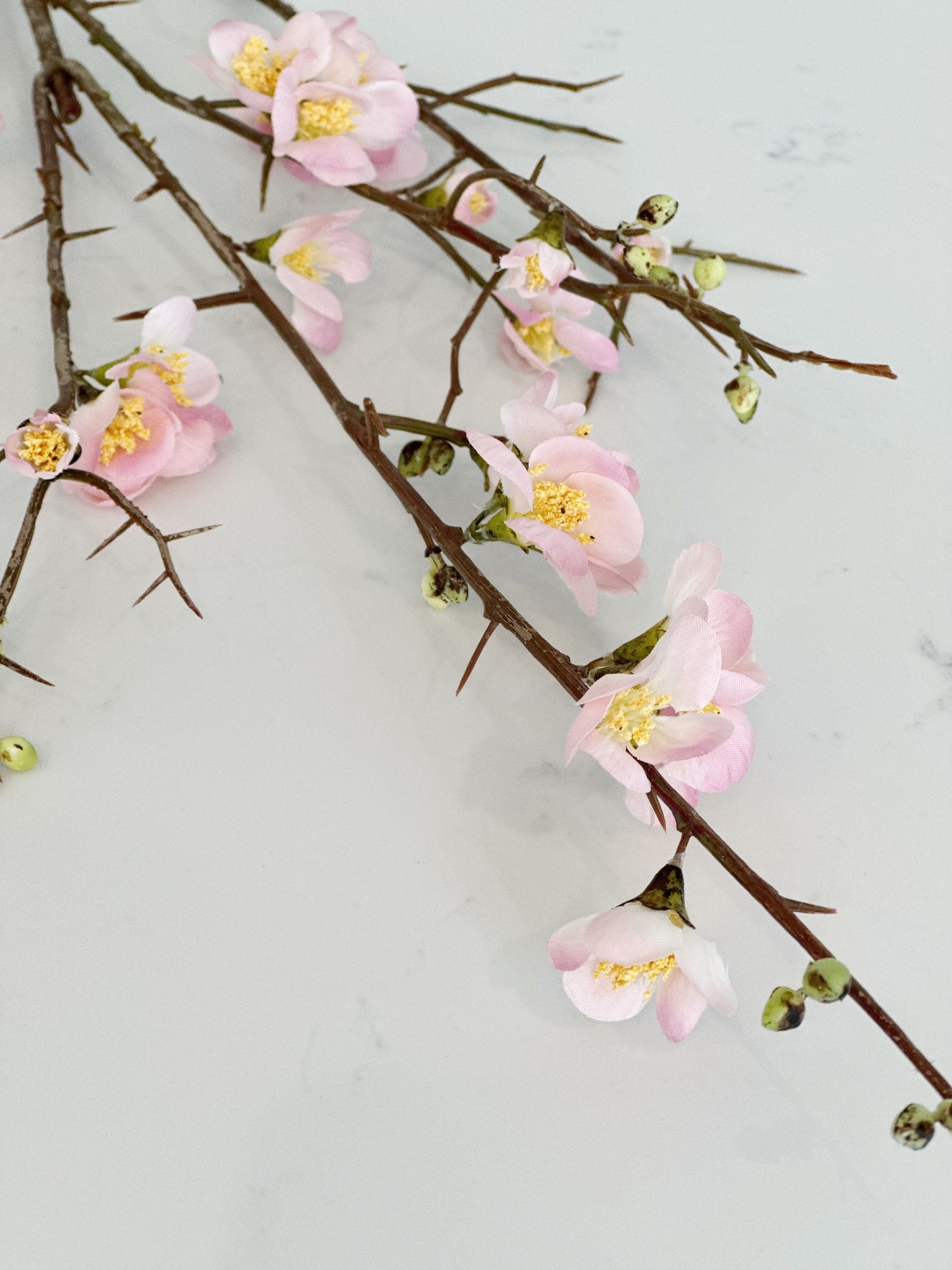 Pink Quince Blossom Branch Stem