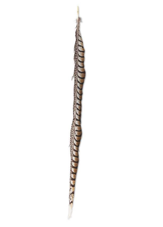 Ring Neck Feather