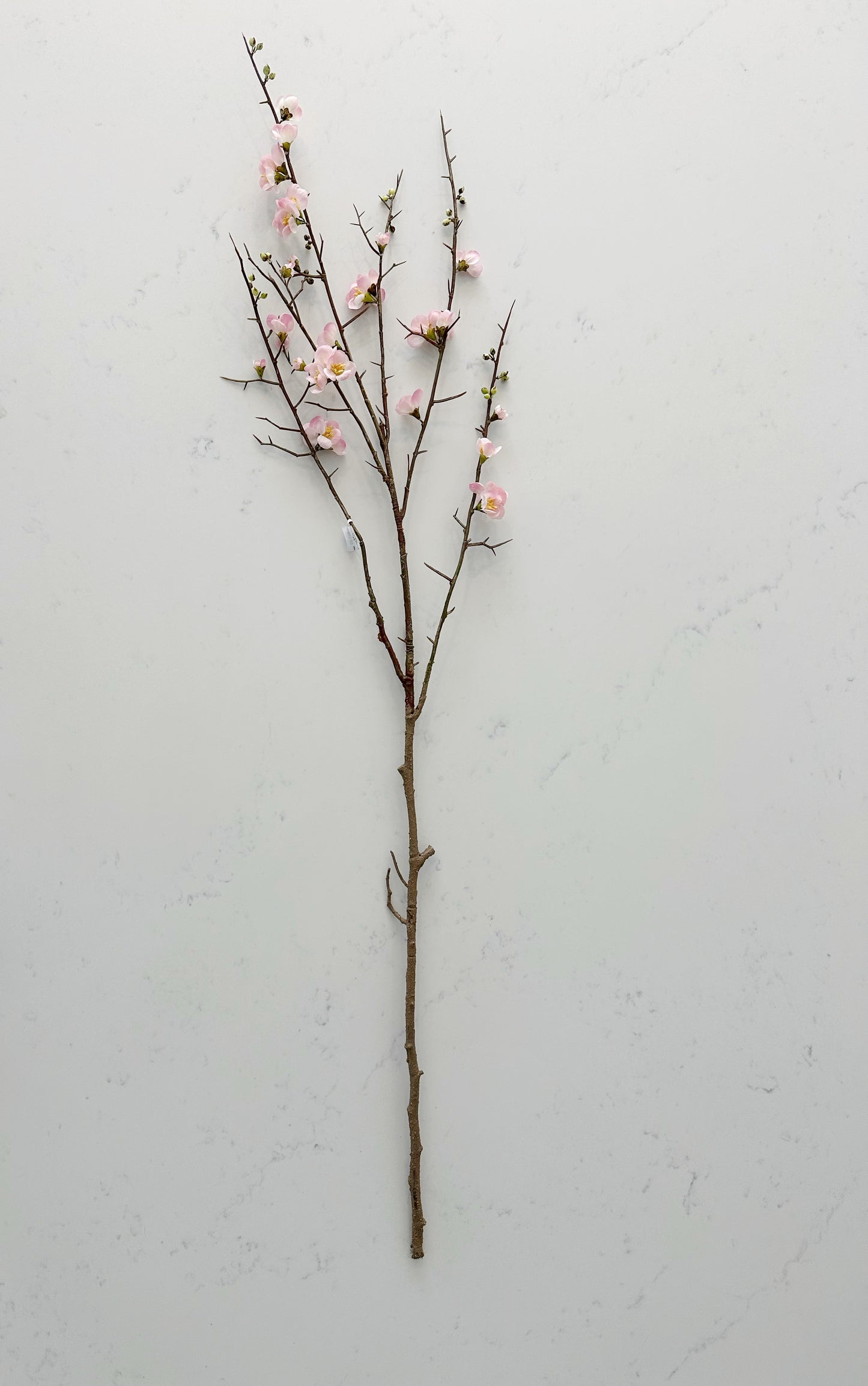 Pink Quince Blossom Branch Stem