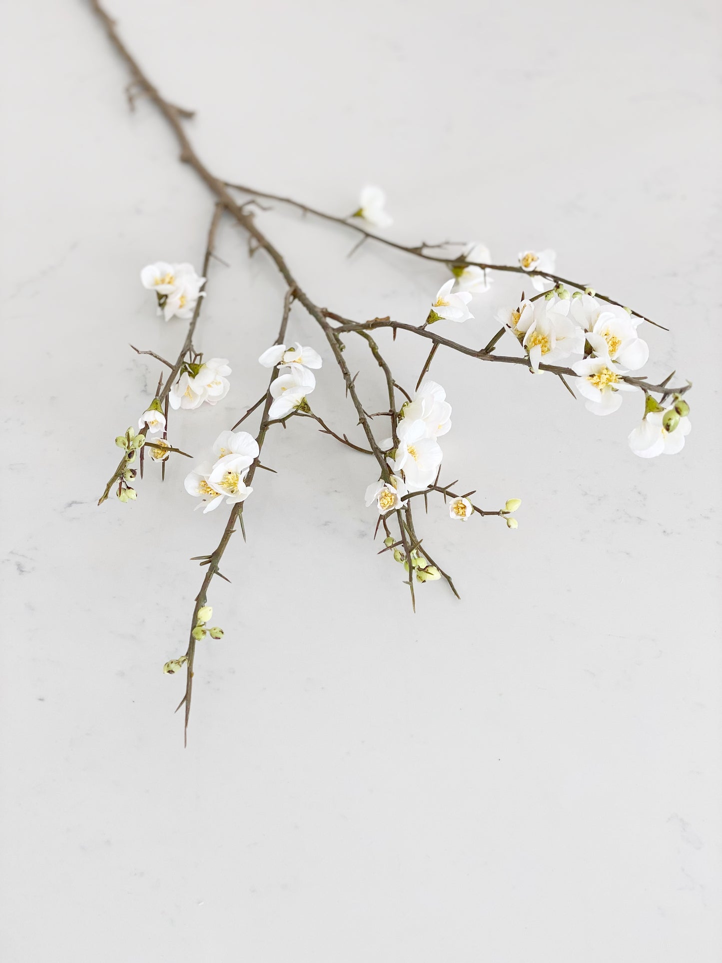 White Quince Blossom Branch Stem